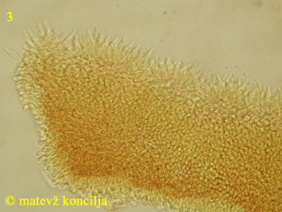 Roridomyces roridus - Lamelle