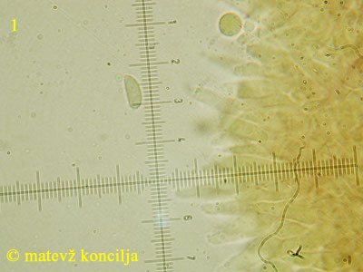 Roridomyces roridus - Spore