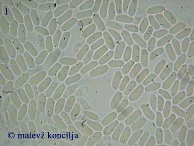 fomitopsis rosea - trosi