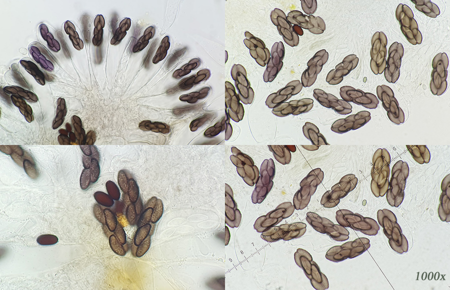 Saccobolus depauperatus