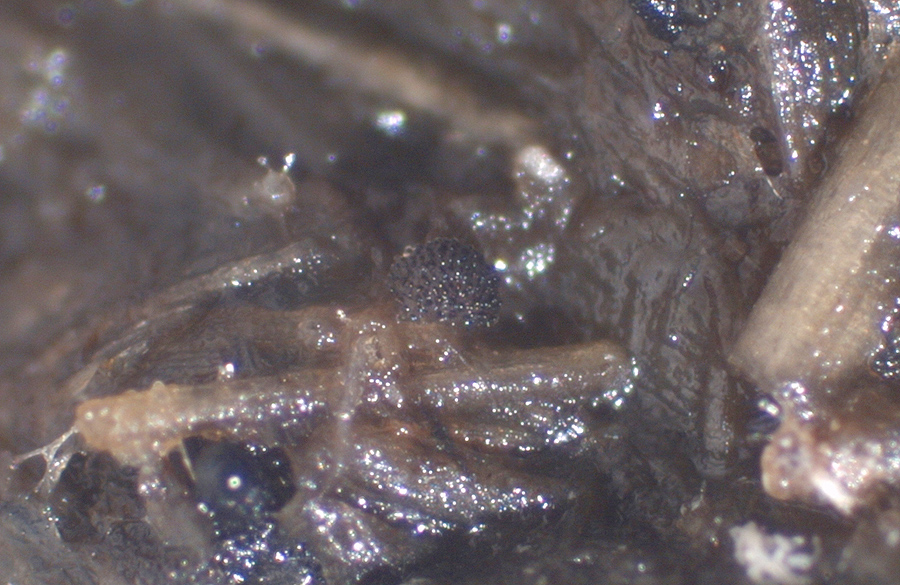 Saccobolus depauperatus