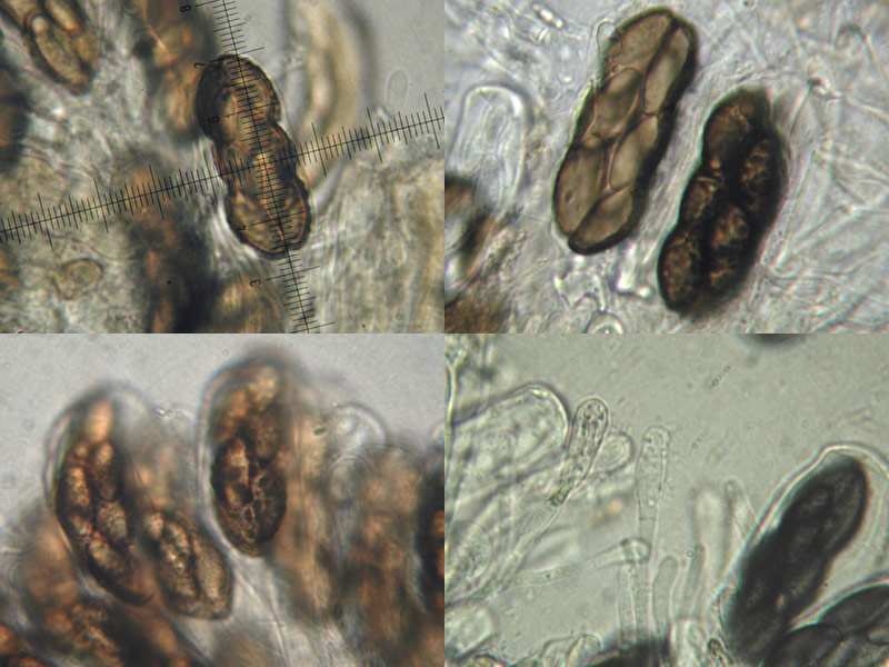 Saccobolus verrucisporus - Warzigsporiges Kotbecherchen