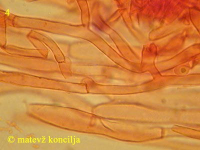 Tricholoma saponaceum - HDS