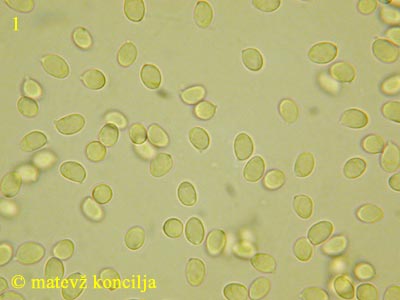 Tricholoma saponaceum - Sporen