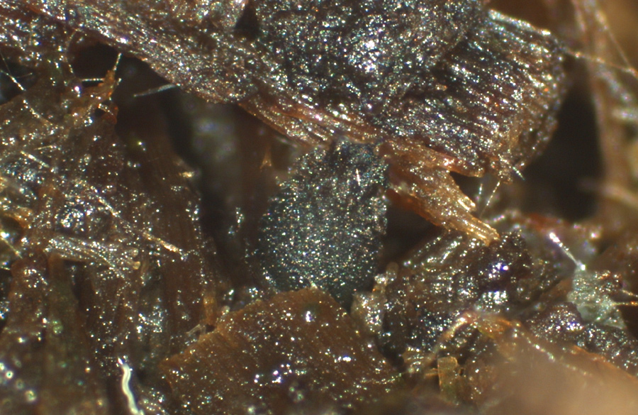 Schizothecium conicum