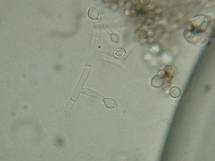 Scopulariopsis candida