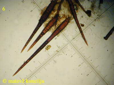 scutellinia scutellata - Haare