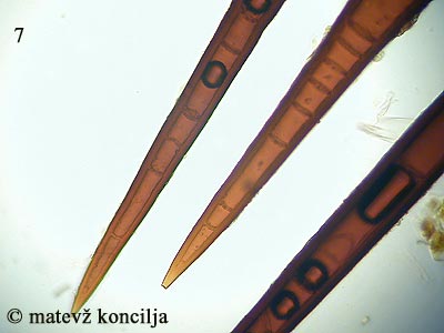 scutellinia scutellata - Haarspitzen