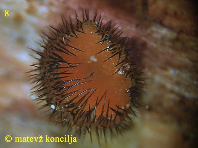 scutellinia scutellata - Apothecium