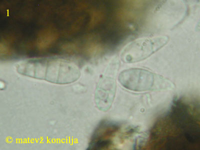 Saccothecium sepincola - askospore