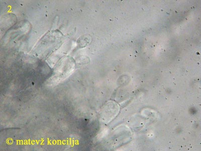 Hyphoderma setigerum - Basidien