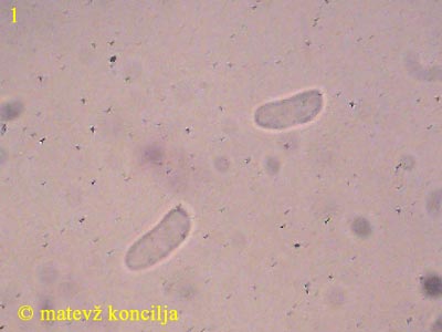 Hyphoderma setigerum - Sporen