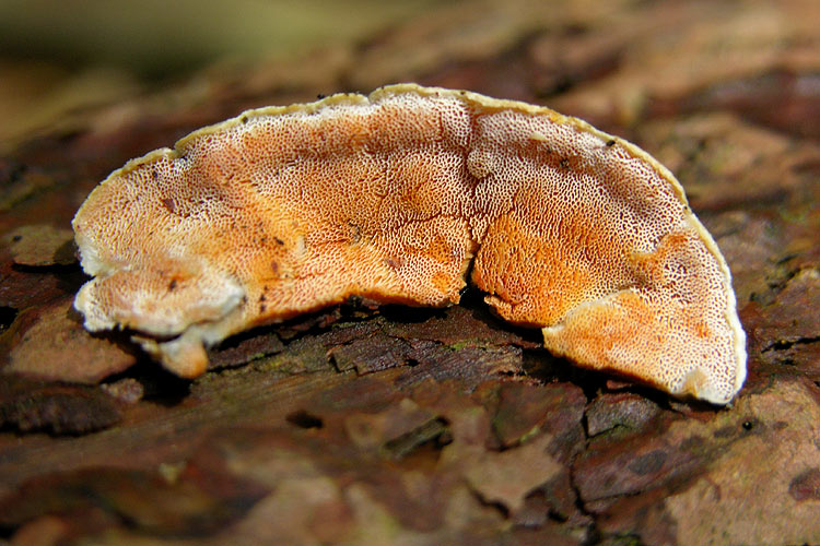 Skeletocutis amorpha - Orangeporiger Knorpelporling