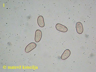 psathyrella spadicea - trosi