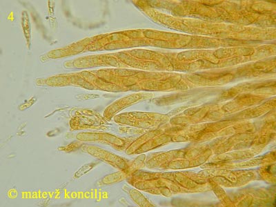 lasiosphaeria spermoides - aski