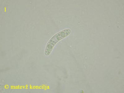 lasiosphaeria spermoides - tros