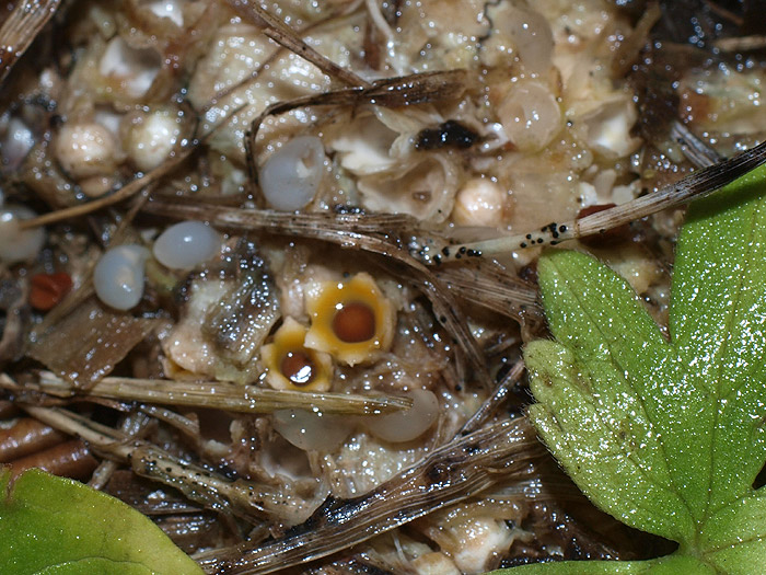Sphaerobolus stellatus - bliščavi kroglostrelec