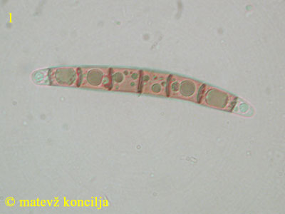 Melogramma spiniferum - tros