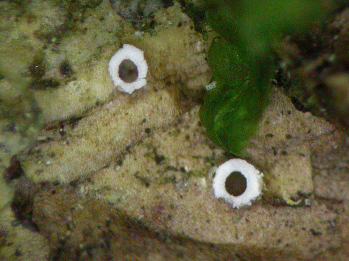 Stictis radiata - Weißlappiges Lochbecherchen