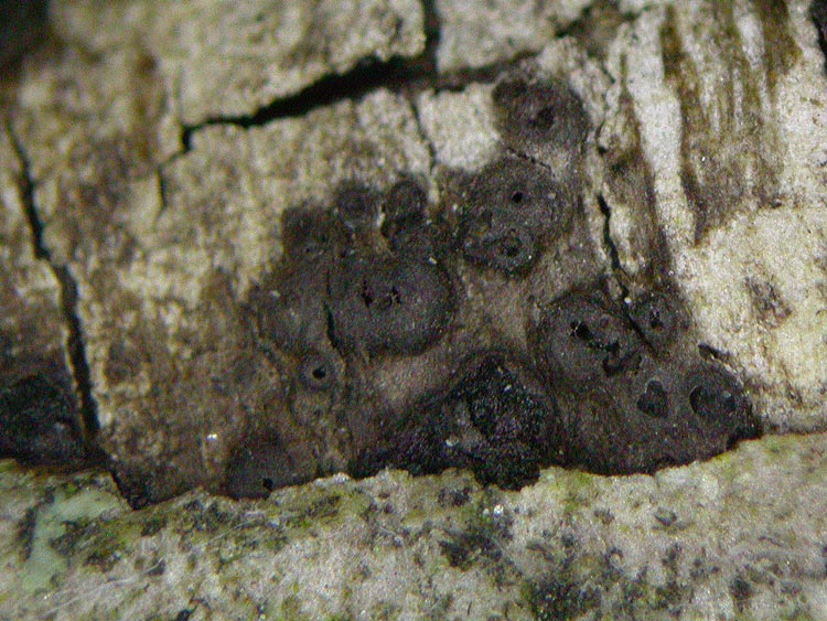 Stilbospora macrosperma