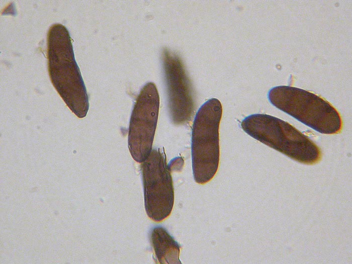 Stilbospora macrosperma