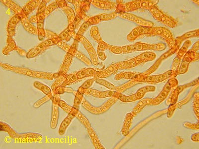 Dacrymyces stillatus - Konidienstadium