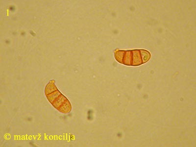 Dacrymyces stillatus - Sporen