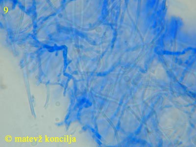 Ramaria stricta - micelij
