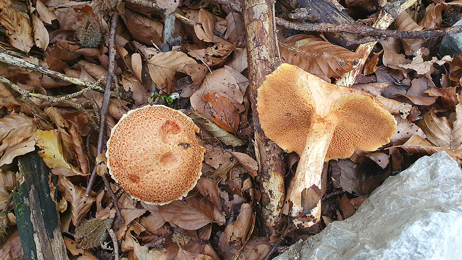 Suillus tridentinus - Rostroter L&auml;rchen-R&ouml;hrling