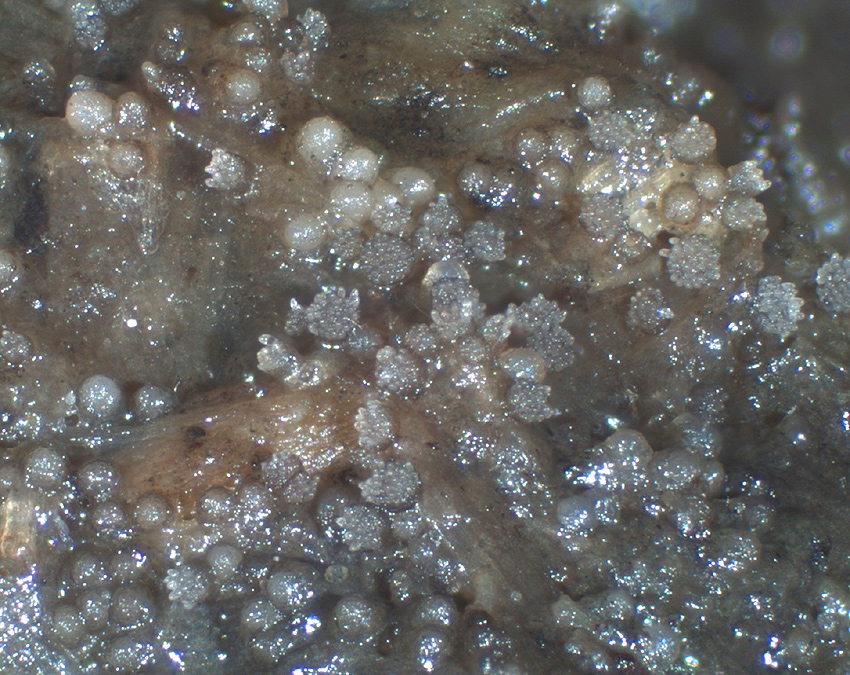 Thelebolus crustaceus -  Krustiger Scheibenkotling