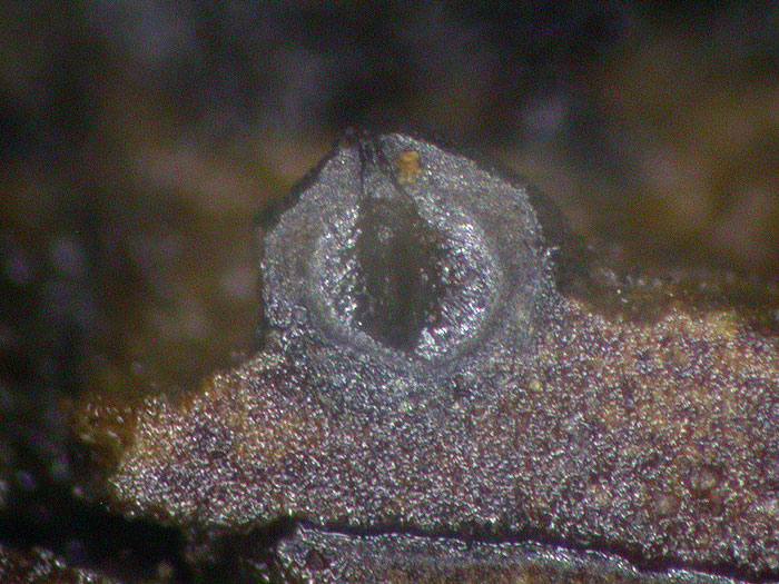 Thyridaria macrostomoides