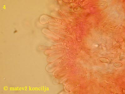 Cortinarius traganus - marginalne celice