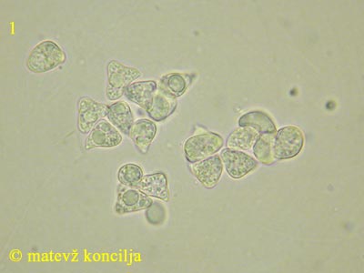 Lyophyllum transforme - Sporen