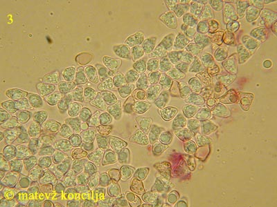 Lyophyllum transforme - Sporen