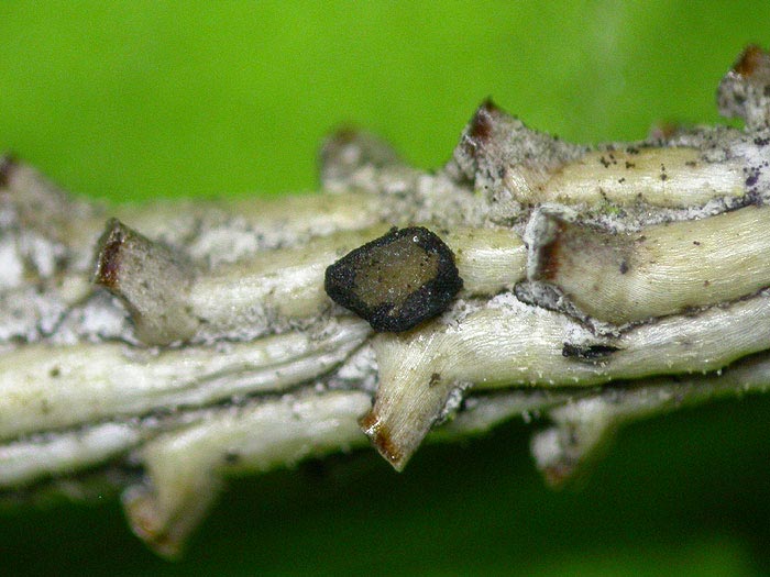 Triblidiopsis pinastri
