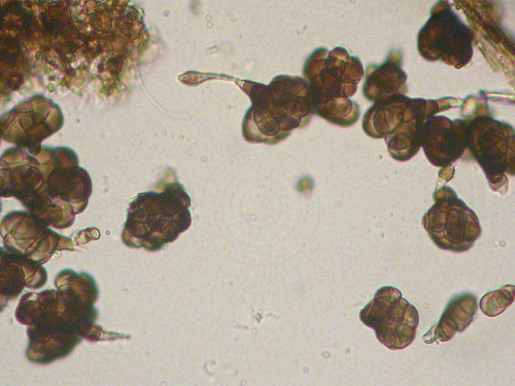 Trimmatostroma scutellare