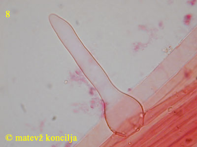 Coprinus velatopruinatus - Kaulozystiden