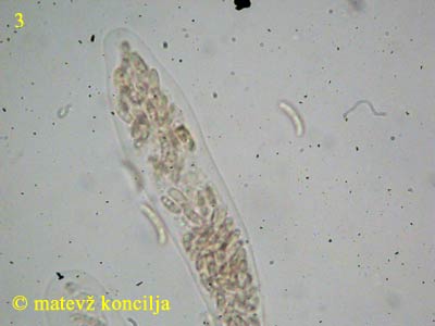 diatrypella verrucaeformis - ask