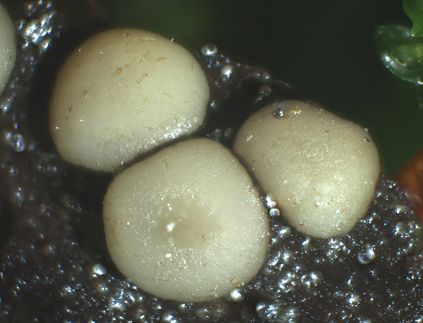 Vibrissea-flavovirens - Gelbrünes Kranzbecherchen