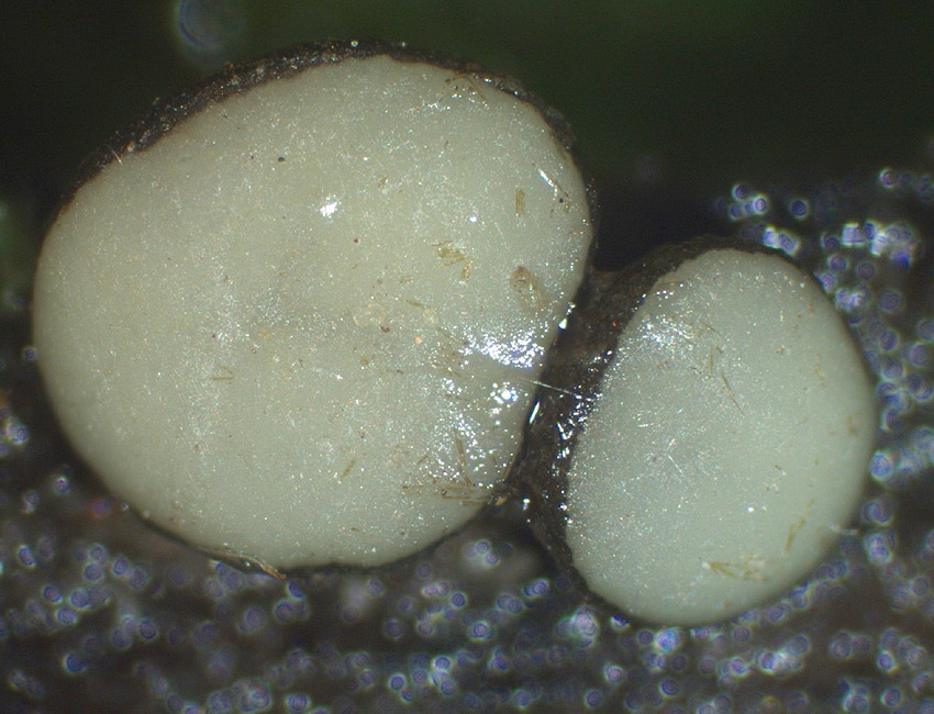 Vibrissea-flavovirens - Gelbrünes Kranzbecherchen