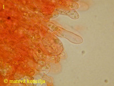 Lachnella villosa - Hymenium
