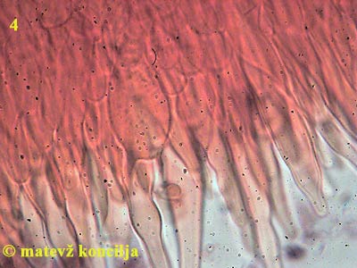 Russula violeipes - bazidij