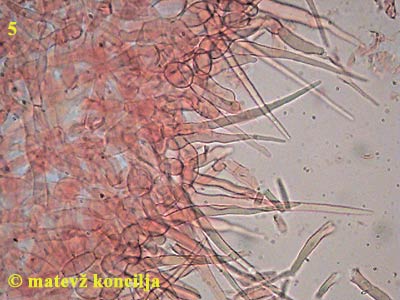 Russula violeipes - HDS