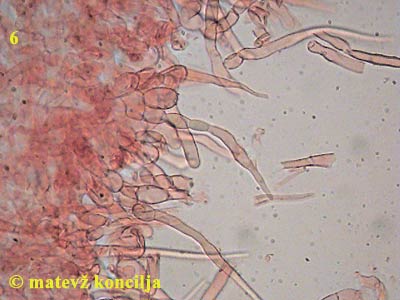 Russula violeipes - HDS