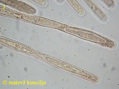 Hypomyces viridis - aski