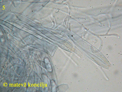 podophacidium xanthomelum - parafize