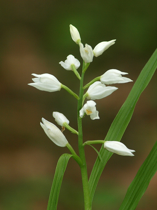 Cephalantera damasonium - Weißes Waldvögelein