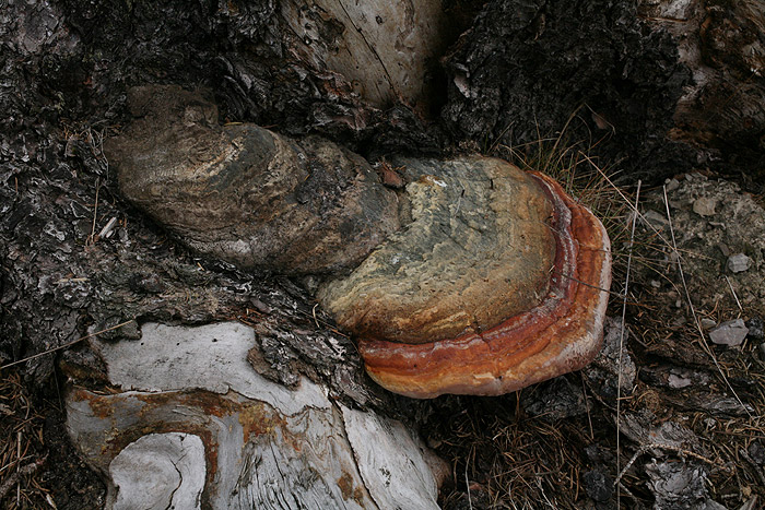 Fomitopsis pinicola - Rotrandiger Baumschwamm