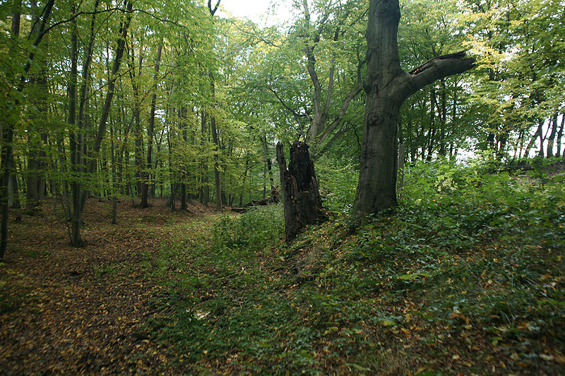 Waldstück oberhalb von Ilsenburg