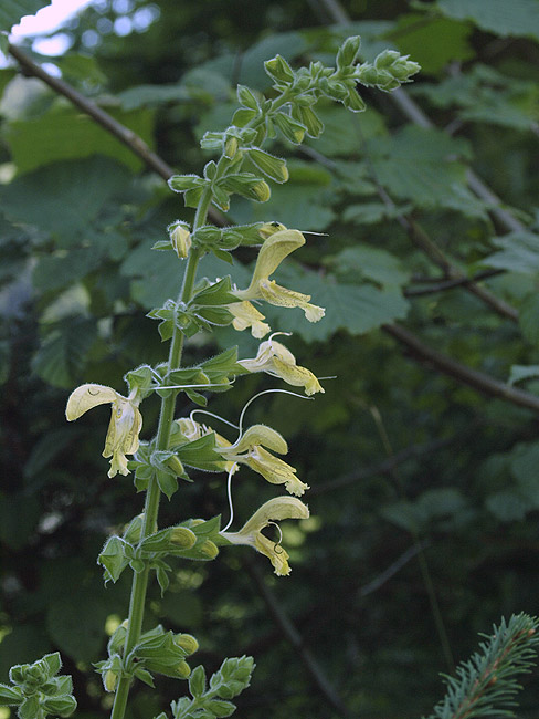 Salvia glutinosa - Klebriger Salbei